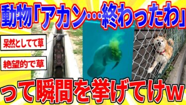 【鉄人28匹ギコ&しぃ】動物たちの諦めた瞬間を晒していけｗｗｗ【2ch面白いスレゆっくり解説】