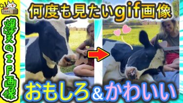 【5ちゃんねこ】えまって♪おもしろ&かわいいGIF集めたからみてって♪　2ch　笑い