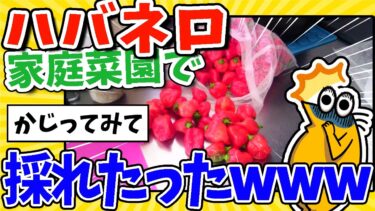 【2ch面白キッチン】【2ch面白いスレ】家庭菜園で激辛ハバネロとジョロキアがとれたったったｗｗｗ