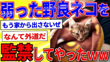 【鉄人28匹ギコ&しぃ】弱った子猫を保護した話【2ch面白いスレゆっくり解説】