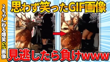 【ゆっくり爆笑図鑑】【面白gif30選】思わず吹いたおもしろgif画像集めたぞww by 2ch【コメ付き】【ゆっくり解説】【2chスレ】【5ch】#178