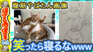 【5ちゃんねこ】爆笑画像を見せてあげるンゴ‼ 2ch 笑い