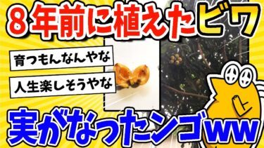 【2ch面白キッチン】【2ch面白いスレ】8年前に給食で食べたビワの種、とうとう実がなって感動するwww