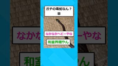 【2chホウソウキョク】【2ch面白いスレ】ワイの家、ヘビに支配される