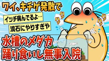 【なんJ民の巣窟】【2ch面白スレ】ワイ、キチゲ発散で水槽のメダカを踊り食いした結果→無事入院【ゆっくり解説】