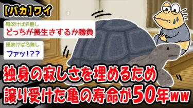 【2ch人情屋台】【バカ】独身の寂しさを埋めるため譲り受けた亀の寿命が50年ww【2ch面白いスレ】