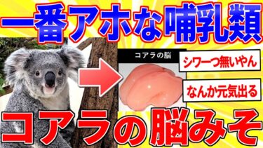 【鉄人28匹ギコ&しぃ】哺乳類で一番アホと言われるコアラの脳がこちらｗｗｗ【2ch面白いスレゆっくり解説】