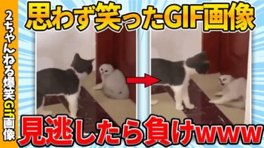 【ゆっくり爆笑図鑑】【おもしろgif総集編】思わず笑ってしまった傑作gif画像集ww 【コメ付き】【ゆっくり解説】【2chスレ】【5ch】