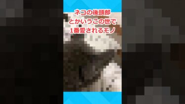 【2chホウソウキョク】【2chスレ】猫の後頭部とかいうこの世で1番愛されるモノ