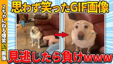 【ゆっくり爆笑図鑑】【おもしろgif総集編】思わず吹いた爆笑gif画像集ww 【コメ付き】【ゆっくり解説】【2chスレ】【5ch】