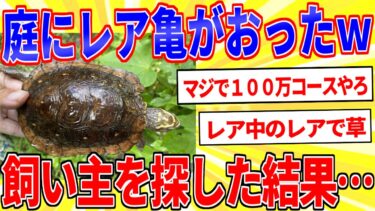 【鉄人28匹ギコ&しぃ】庭に亀がおった←身元を探った結果…【2ch面白いスレゆっくり解説】