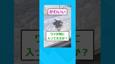 【2chホウソウキョク】【2ch面白いスレ】ネッコさん雪の中で寒すぎた結果ww