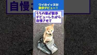 【なんJ民の巣窟】【2ch面白】ワイの柴犬が散歩デビューしたから自慢させて