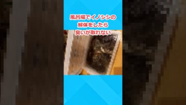 【2chホウソウキョク】【2chスレ】風呂場でイノシシ解体したら臭いが取れない