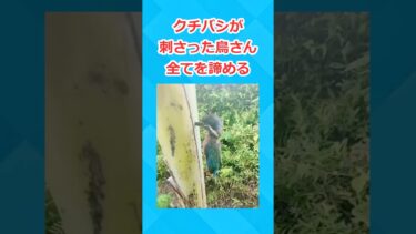 【2chホウソウキョク】クチバシが刺さった鳥さん全てを諦める