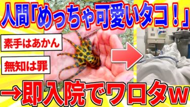 【鉄人28匹ギコ&しぃ】猛毒の生き物たちが鮮やかで可愛すぎる件【2ch面白いスレゆっくり解説】