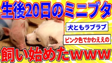 【鉄人28匹ギコ&しぃ】生後20日のミニブタ飼い始めたｗｗｗ【2ch面白いスレゆっくり解説】