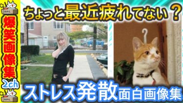 【5ちゃんねこ】【おもしろ画像集】頭空っぽにして楽しみたい人集合！