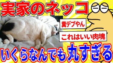 【鉄人28匹ギコ&しぃ】実家のデブ猫、いくらなんでも丸すぎる【2ch面白いスレゆっくり解説】