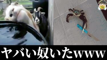 【2chバラエティ】【GIF】初見時に爆笑した動物GIFまとめたwww笑ったら寝ろwww【ゆっくり】