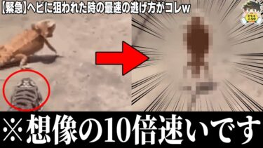 【2chバラエティ】【予想外】ヤバすぎる動物GIFがツッコミどころ満載すぎるwww笑ったら寝ろwww【ゆっくり】