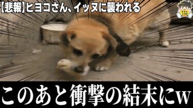 【2chバラエティ】【癒やしGIF】かわいい動物のGIFが腹筋破壊しにきてたwww笑ったら寝ろwww【ゆっくり】