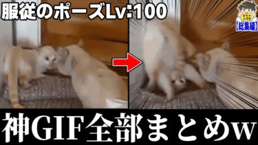 【2chバラエティ】【神回総集編】笑えすぎてヤバイGIFまとめたらツッコミどころ満載だったwww笑ったら寝ろwww【ゆっくり】